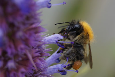 Carder bumblebee. Photo by John Davidson.