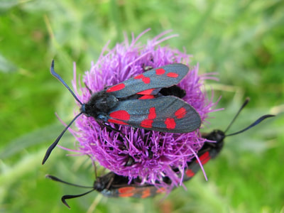 Six-spot burnet moths. Photo by Graeme Watson.