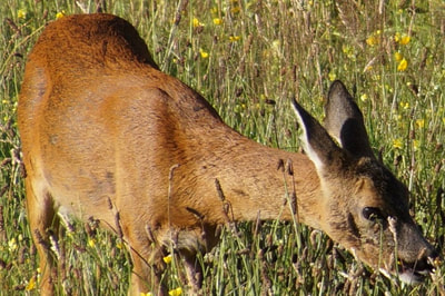 Roe deer. Photo by John Davidson.