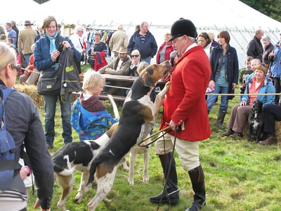 Friendly fox-hounds at Yetholm Show.