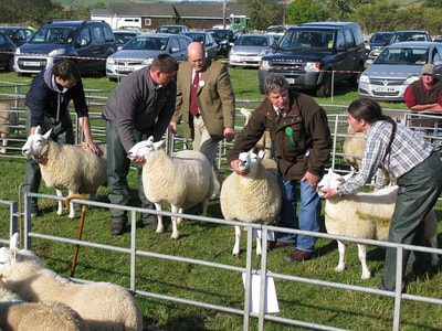 Inspecting the rear ends of sheep at Yetholm Show.