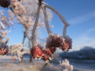 Rose hips in winter. Photo by Graeme Watson.