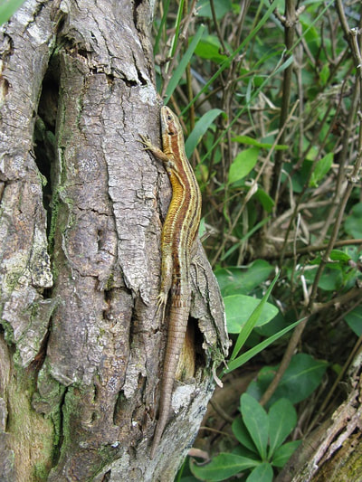 Common lizard. Photo by Graeme Watson.