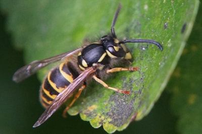 Wasp. Photo by John Davidson.