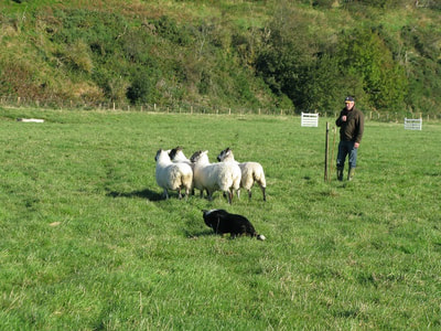 The sheep-dog trial at Yetholm Show.