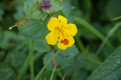 Mimulus - common along the gravelly banks of the Bowmont Water (Photo: John Davidson)